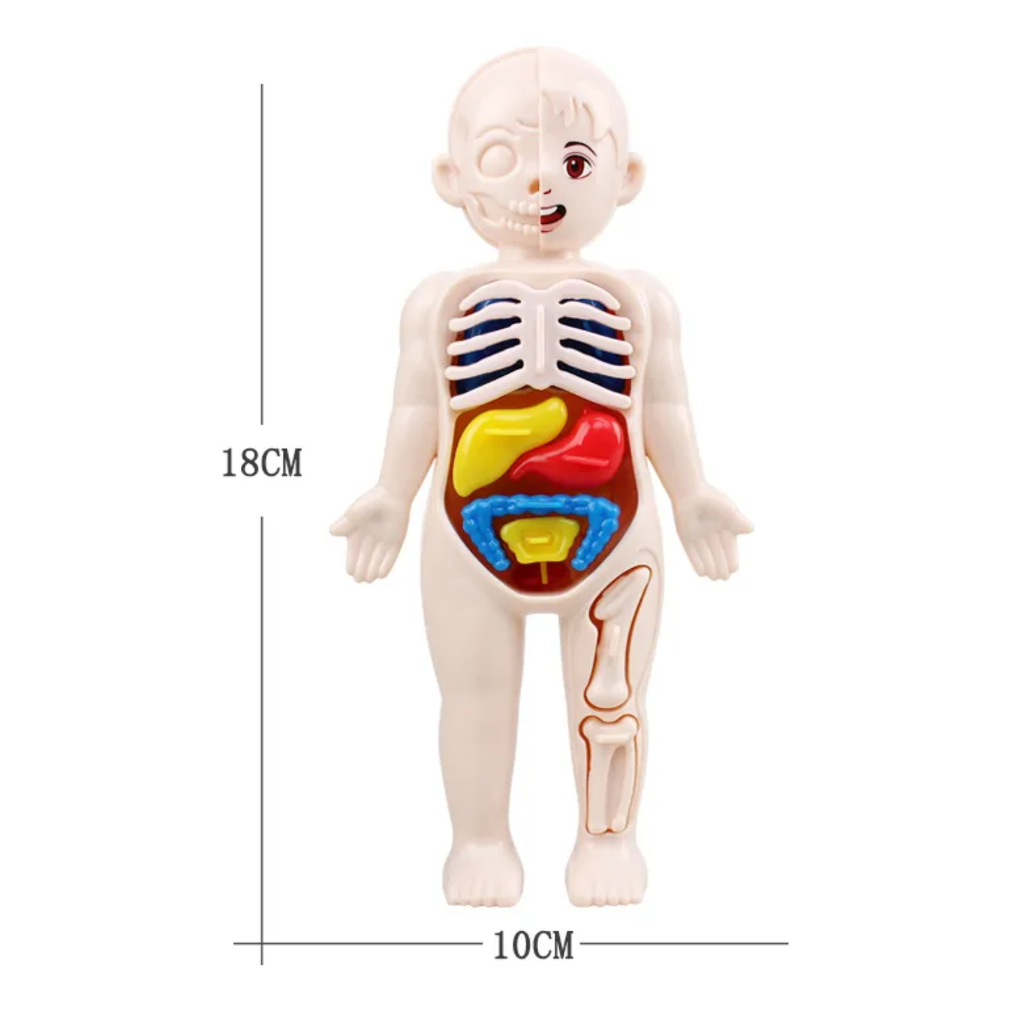 Modelo Anatómico 3D del Cuerpo Humano (Rompecabezas Educativo 14 Piezas)