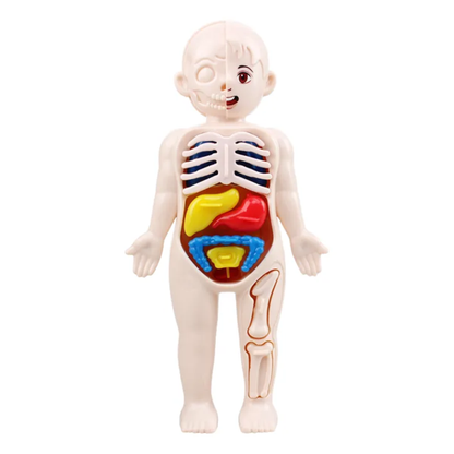 Modelo Anatómico 3D del Cuerpo Humano (Rompecabezas Educativo 14 Piezas)