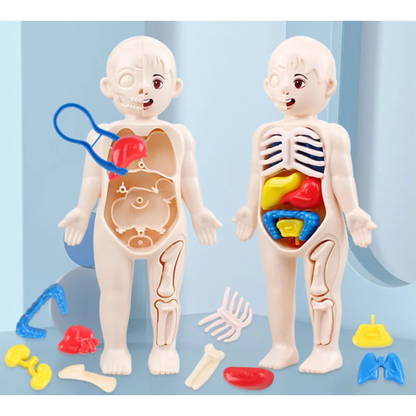 Modelo Anatómico 3D del Cuerpo Humano (Rompecabezas Educativo 14 Piezas)