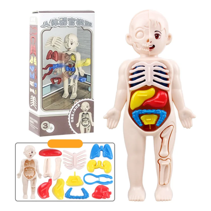 Modelo Anatómico 3D del Cuerpo Humano (Rompecabezas Educativo 14 Piezas)