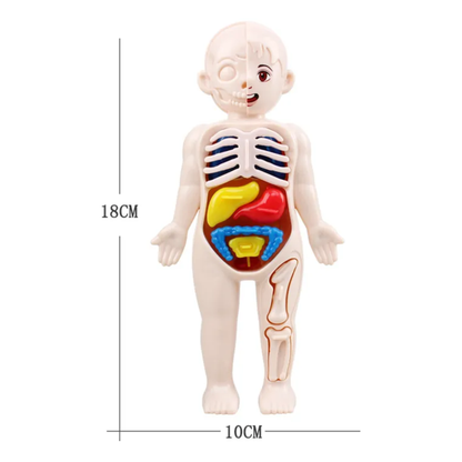 Modelo Anatómico 3D del Cuerpo Humano (Rompecabezas Educativo 14 Piezas)